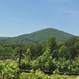Sharp Mountain Vineyards