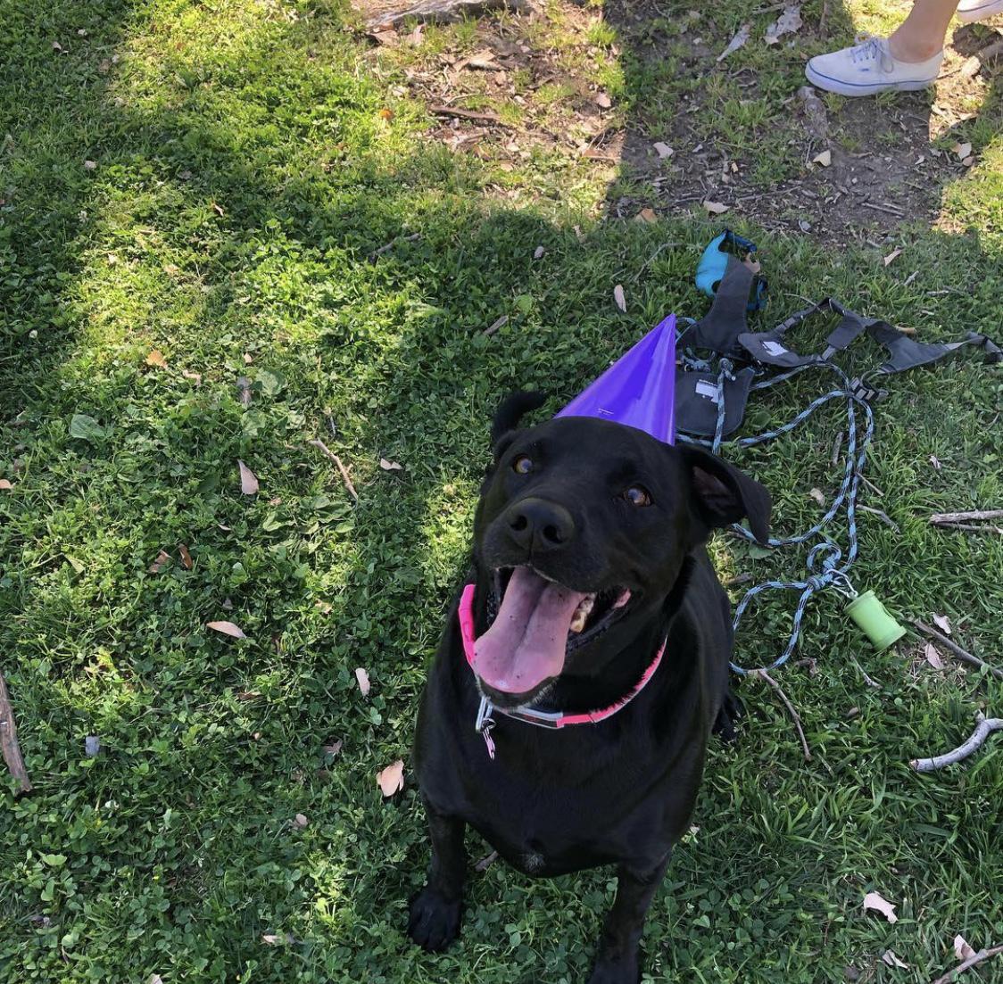 Rest in Peace Bailey May 🐾