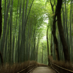 Arashiyama Bamboo Forest