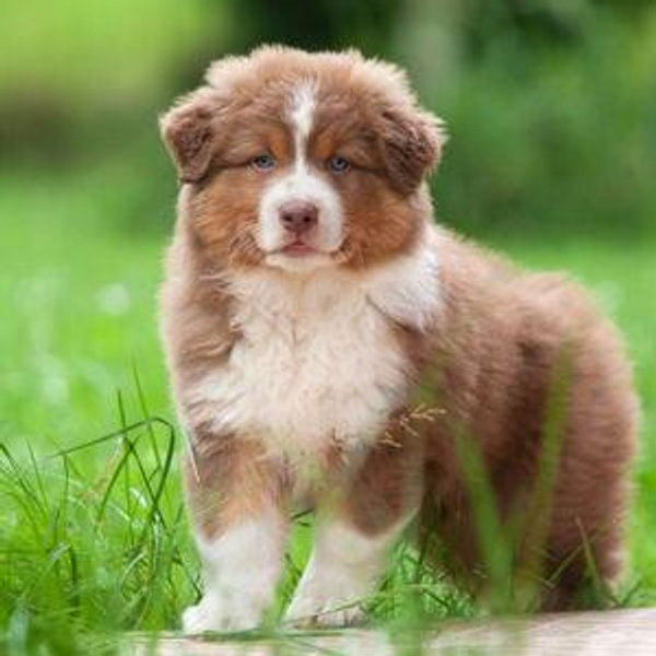 Finn’s Furry Friend Fund