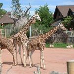 Cheyenne Mountain Zoo