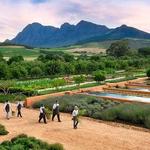 Babylonstoren Wine Estate