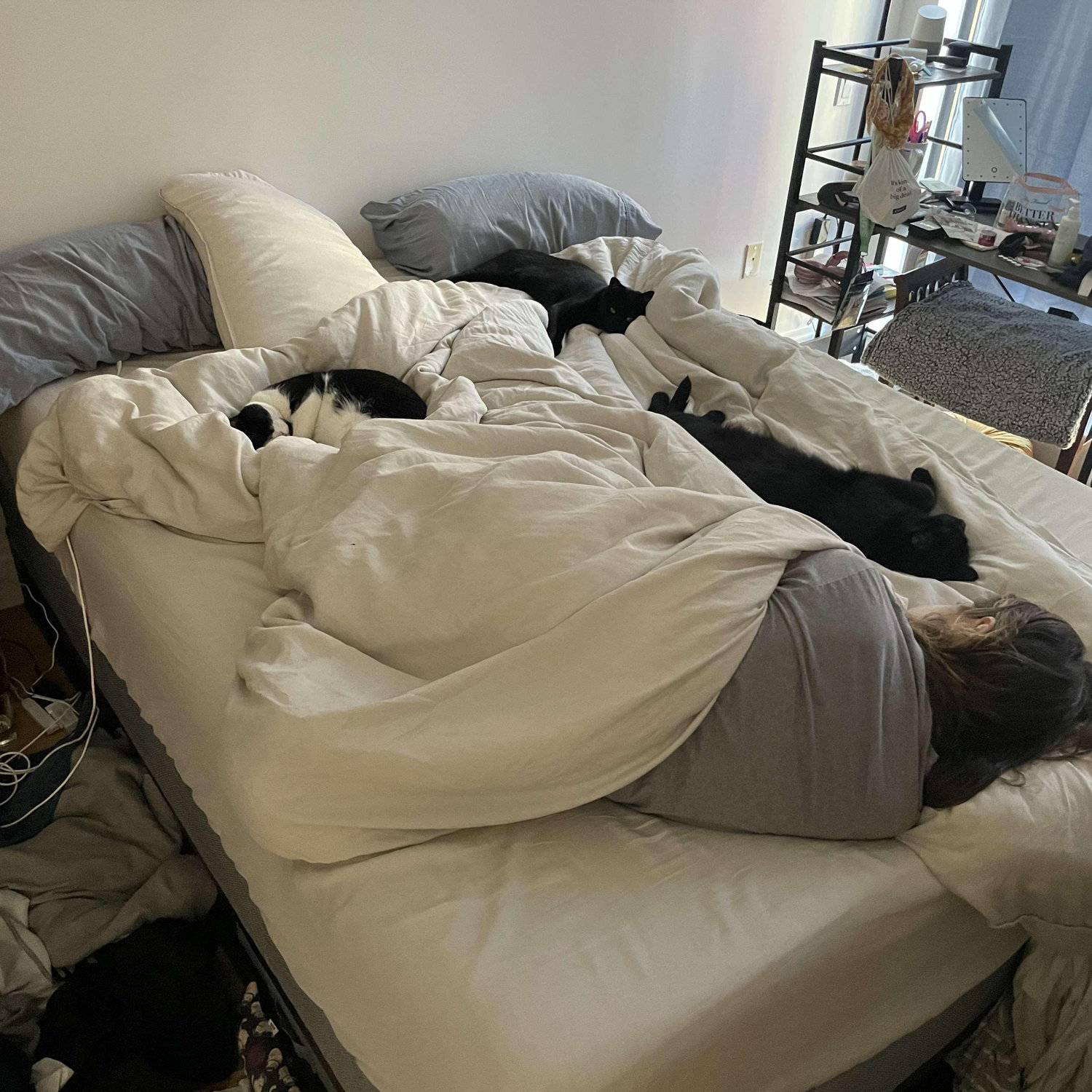 Ashley and the cats like to take over the cats 