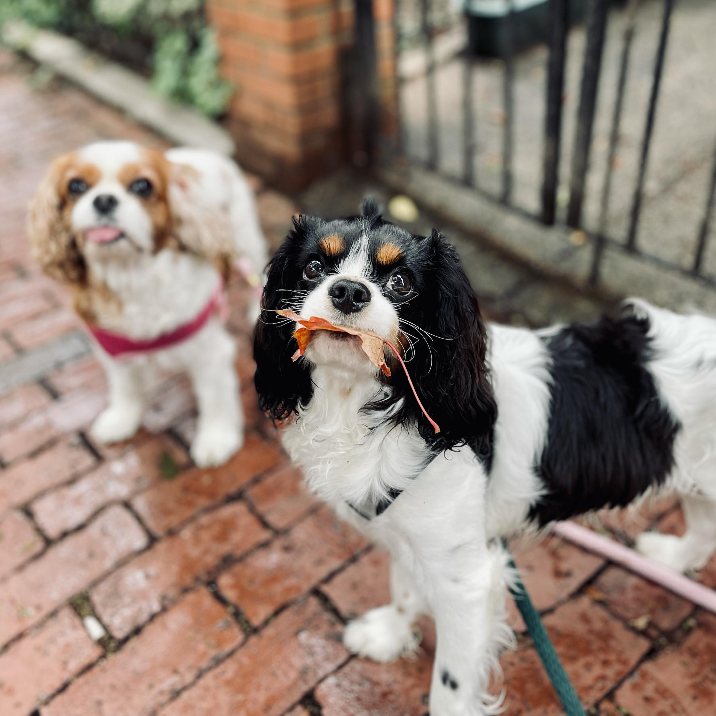 Dogsitter for Bella & Elvis while on our honeymoon