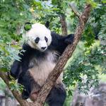 Smithsonian National Zoological Park