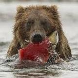 Alaskan Fishing Adventures