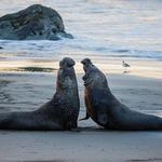 Elephant Seal Vista Point, San Simeon, Ragged Point, Hearst Castle,  Pismo Beach, and more!