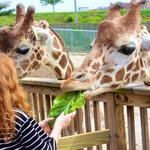 Elmwood Park Zoo