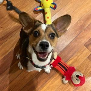 2nd Puppy Fund