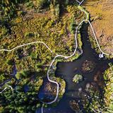 Beaver Boardwalk