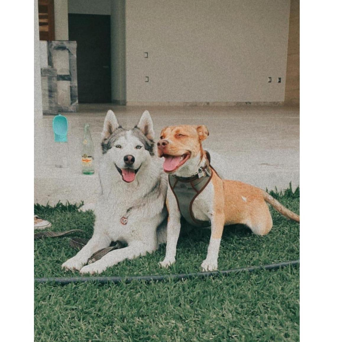 Mila y Nala, mejores amigas.
Mila & Nala, best friends.