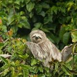 Sloth Watching Trail La Fortuna, Sloth Park