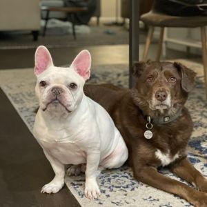 Our Pet Toy Fund