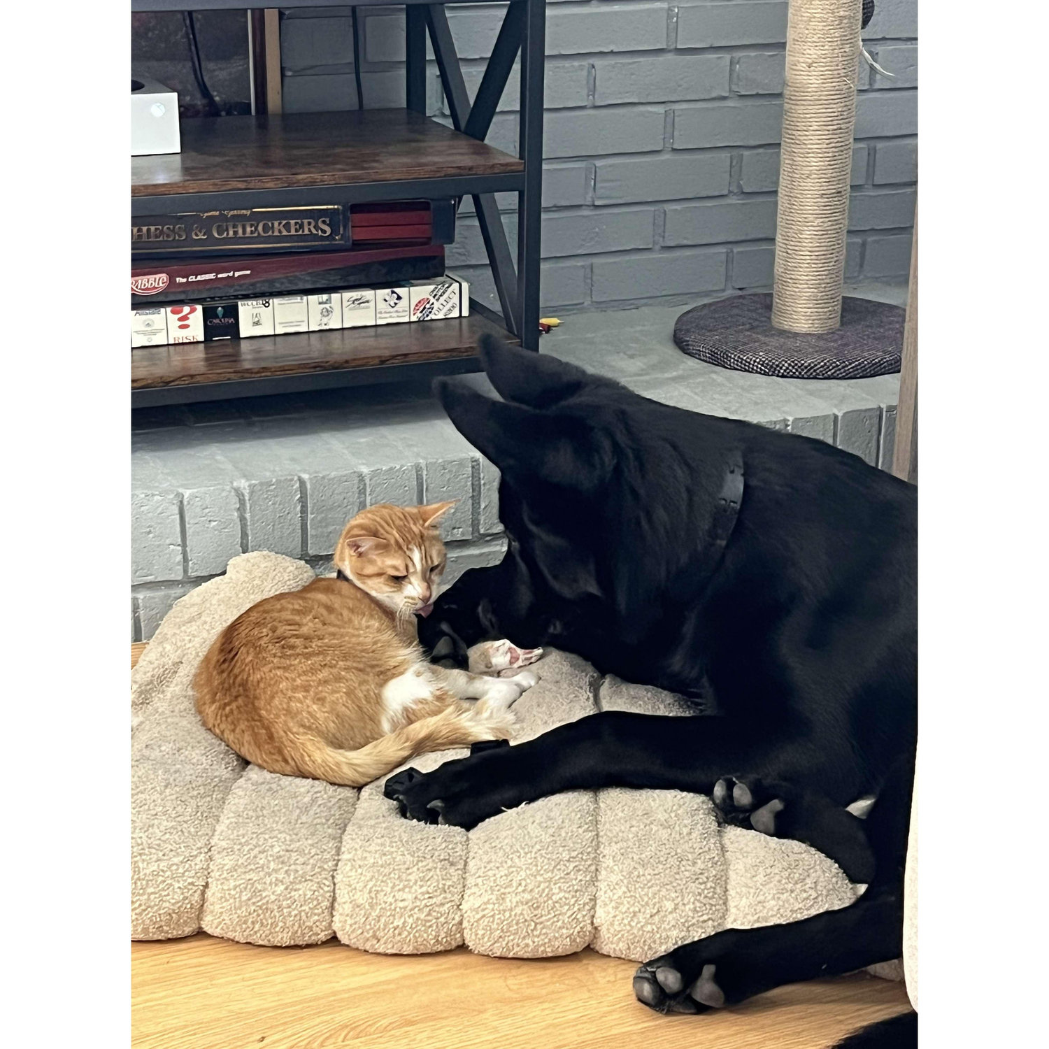 Our fur babies playing together on their bed