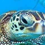 Maui Snorkel Tours