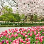 The Dallas Arboretum and Botanical Gardens