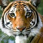Zoo Knoxville