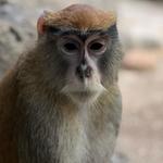 Minnesota Zoo
