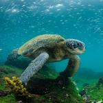 Galapagos Island