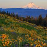 Tom McCall Point Trail