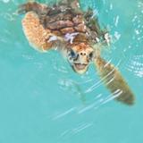 Georgia Sea Turtle Center