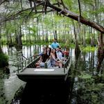 Take a Swamp Tour