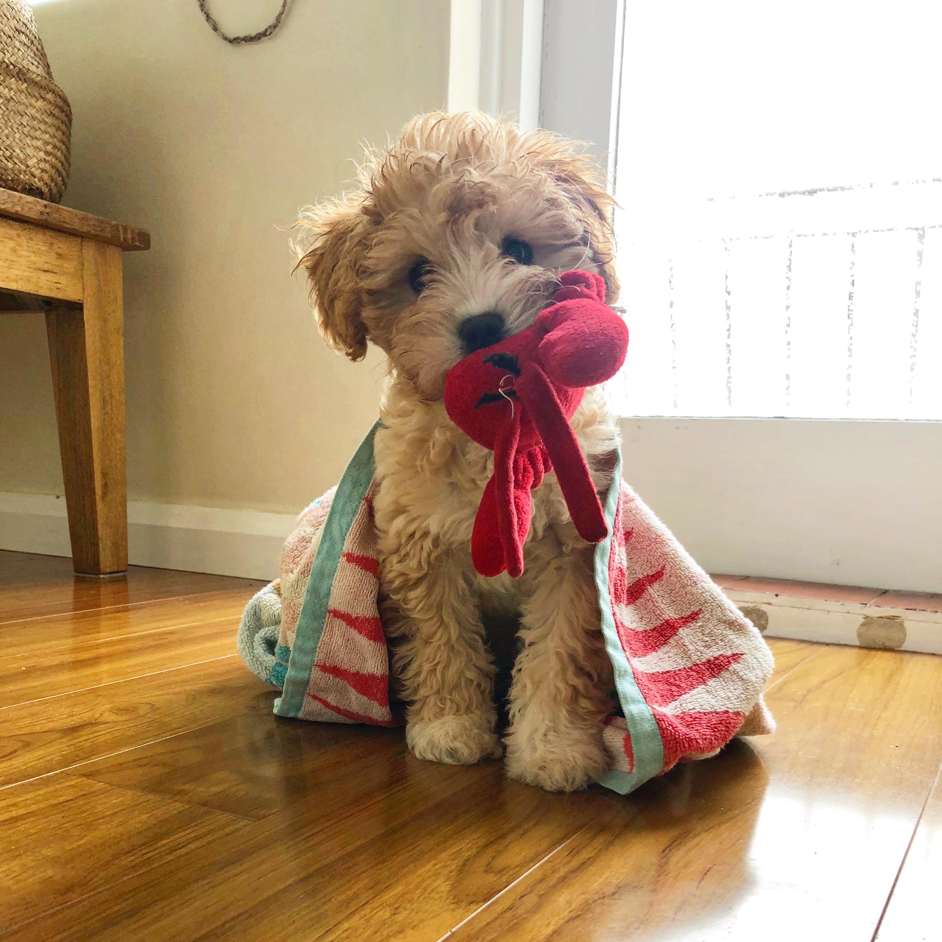 The best bit of 2020, Bella joined the family