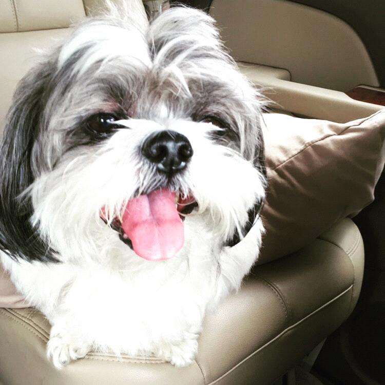 Aubie, 13 years, ‘grumpy, old man’