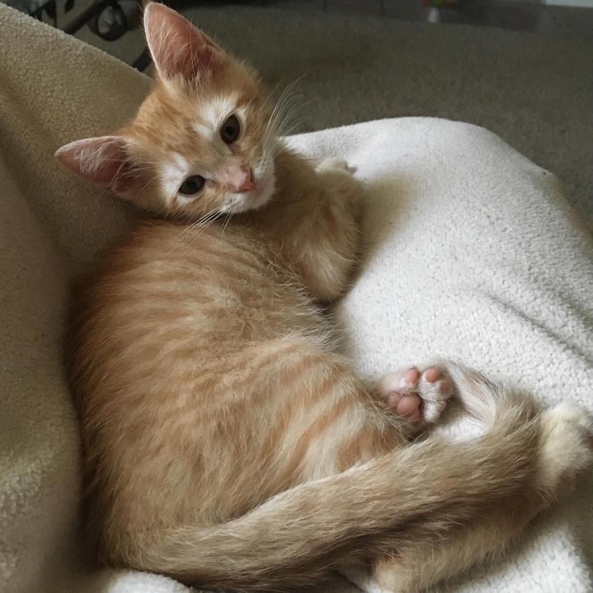 Our second kitty together, Gimli!