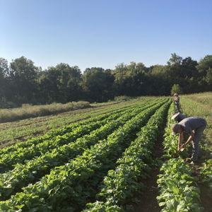 Backyard Vegetable Garden Fund