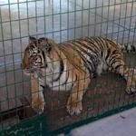 Big Cat Habitat & Gulf Coast Sanctuary