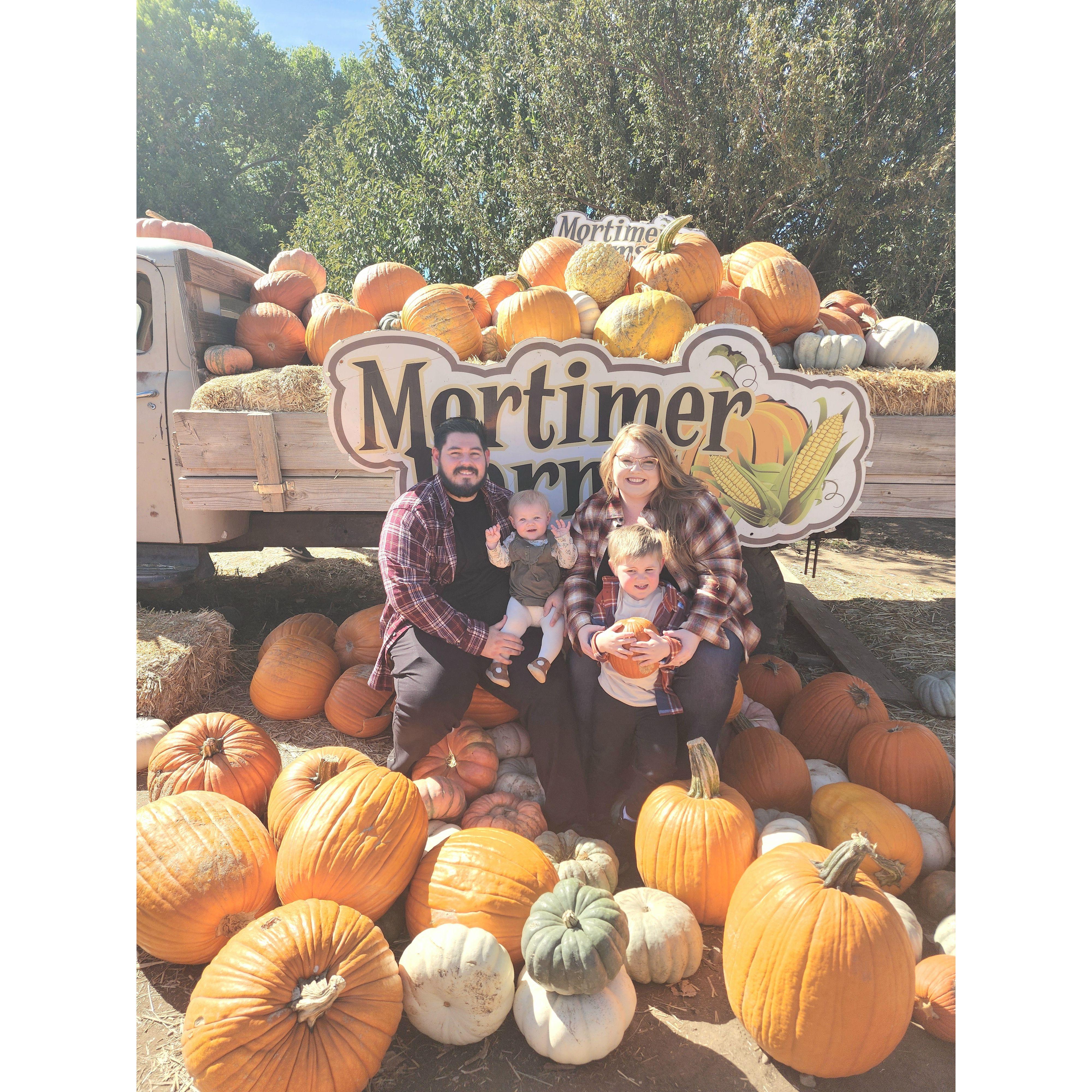 Pumpkin Patch | 2024
