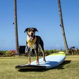 Kauaʻi Humane Society
