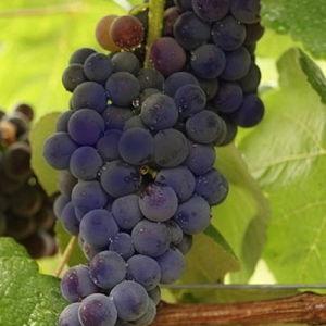 Mars Seedless Grapes