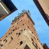 Walk to the Top of Torre Guinigi