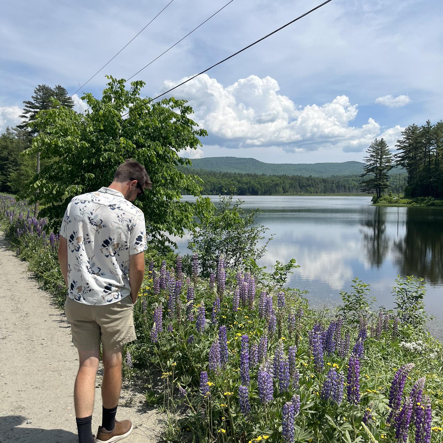 Lupins, Sugar Hill, NH