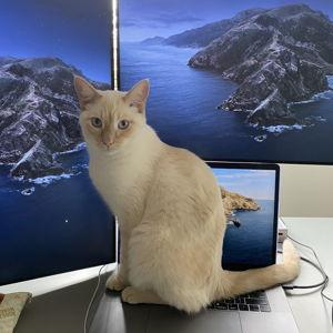 Calcifer's Cat College Fund