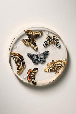 Catherine Martin Midnight Creatures Decaled Glass Coaster