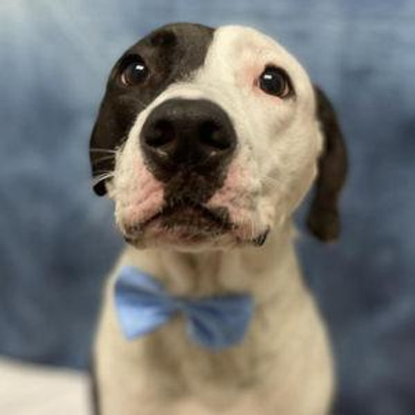 The Gus Fund