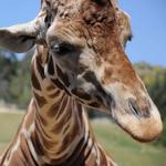 San Diego Zoo Safari Park