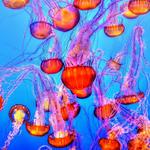 Monterey Bay Aquarium