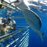 Hawaii Shark Encounters