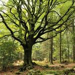 La forêt de Brocéliande