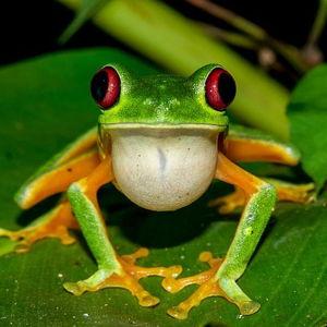Rainforest Night Walk