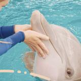 Clearwater Marine Aquarium