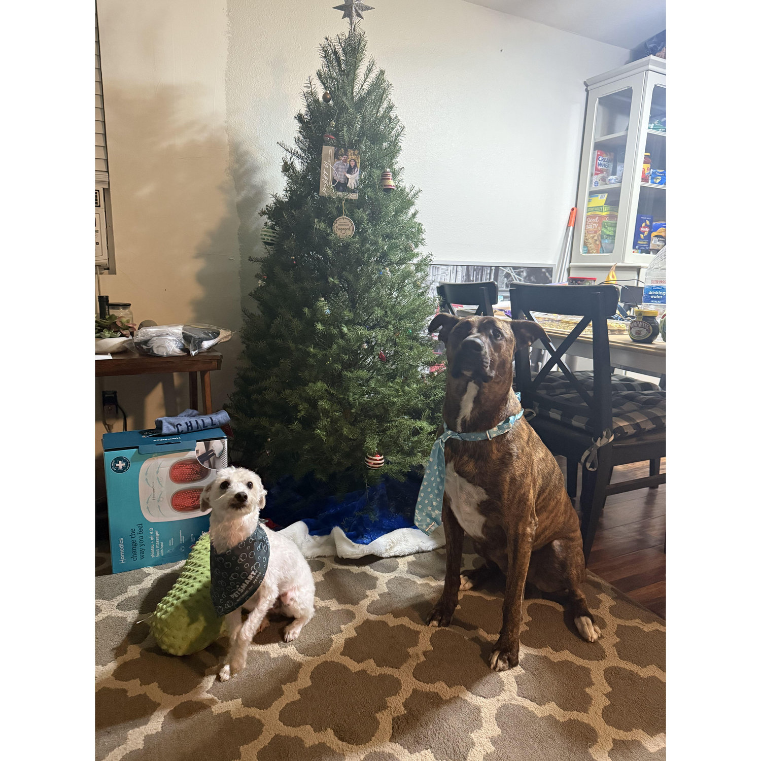 Oggie and Dexter are a big part of our family.