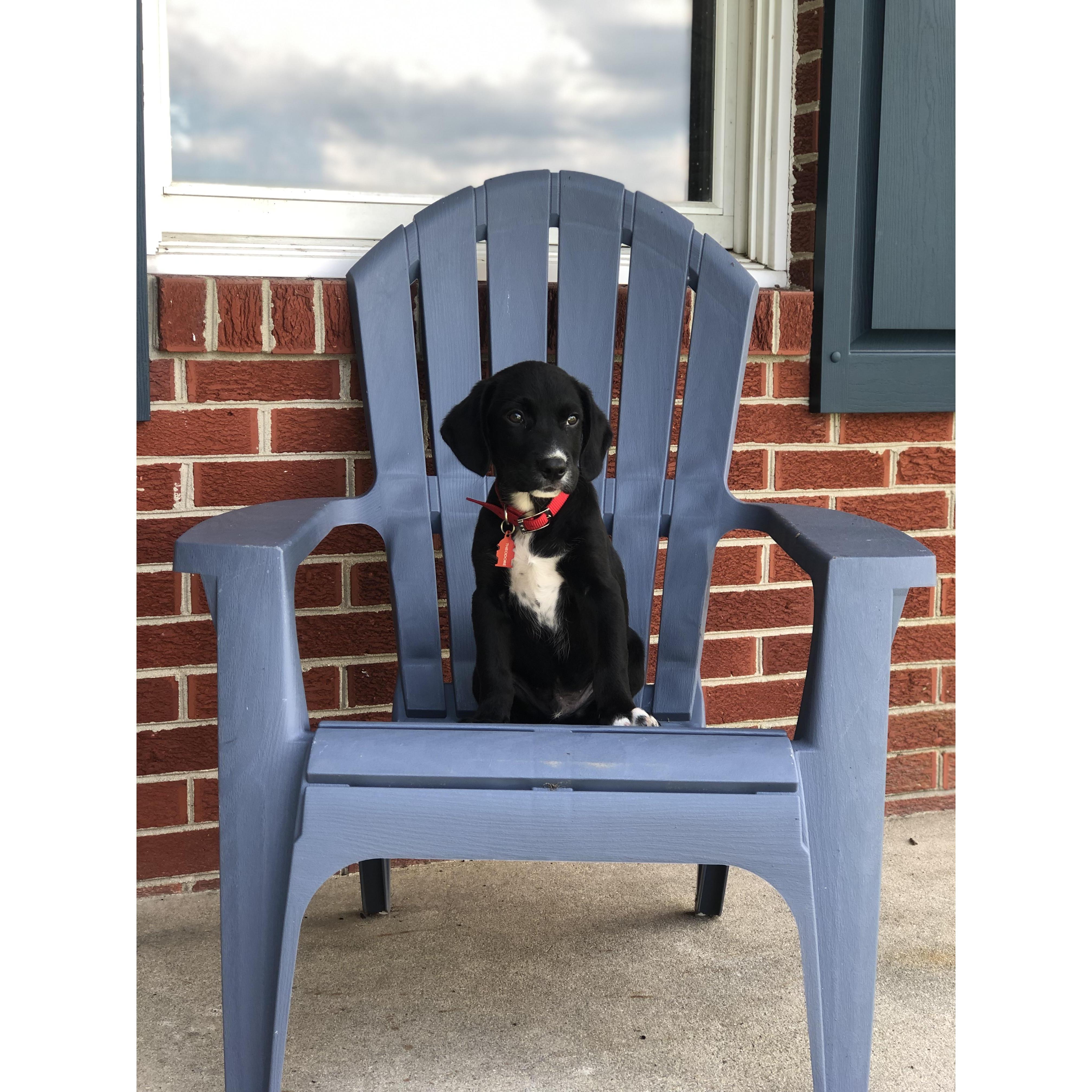 Welcoming our fur baby, Teddy, into our family.