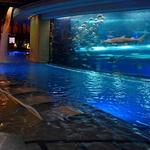 Golden Nugget Shark Tank Pool
