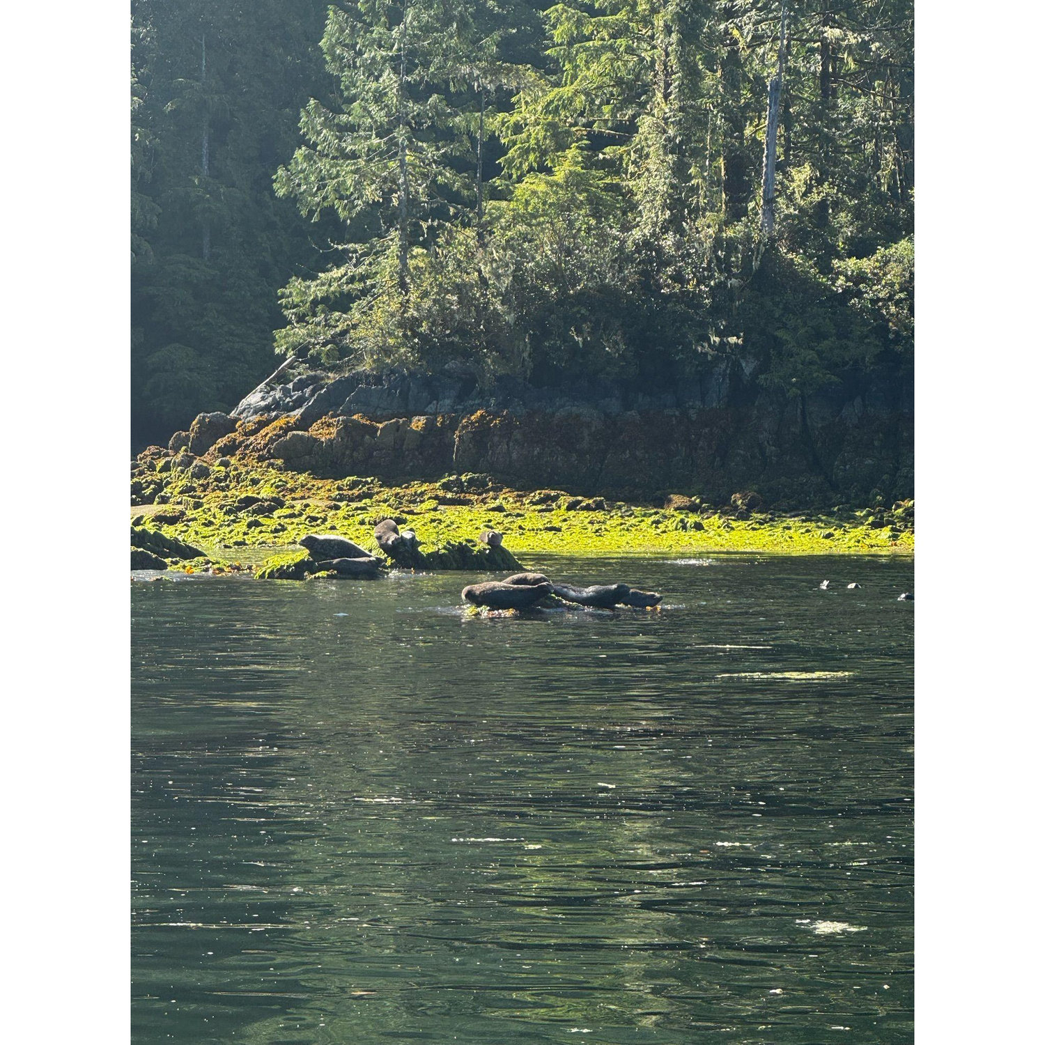 harbor seals