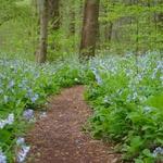 Bowman's Hill Wildflower Preserve